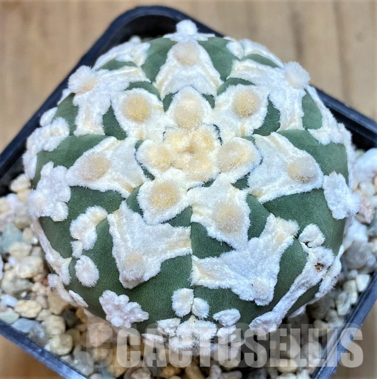 🌱 Astrophytum Seed Sowing: A Step-by-Step Guide from the Grower’s Experience