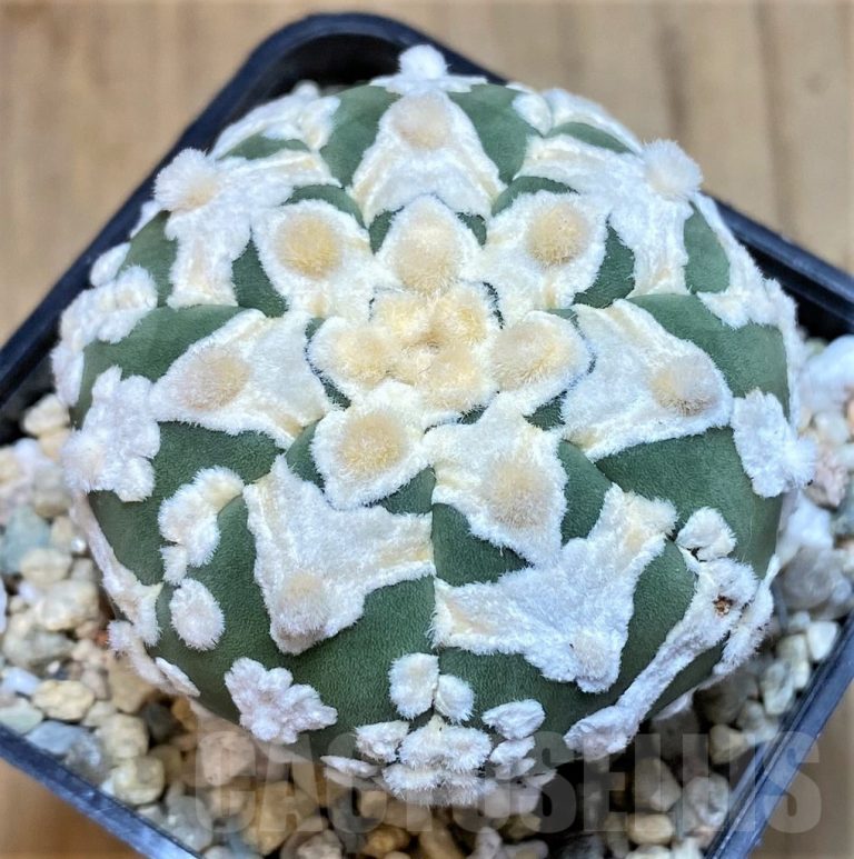 🌱 Astrophytum Seed Sowing: A Step-by-Step Guide from the Grower’s Experience