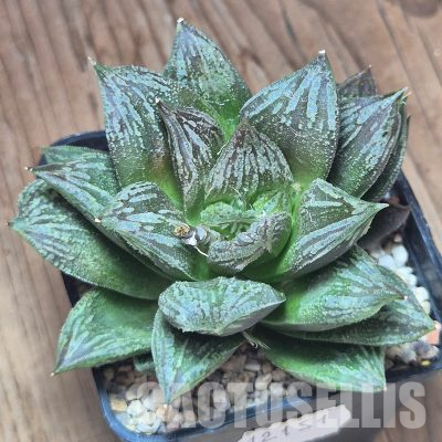 VVG12151 Haworthia 'Black Major' x 'Yulia' F2
