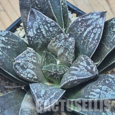 VVG12155 Haworthia 'Black Major' x 'Andrei' F2