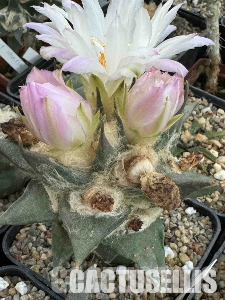 The Art of Caring for Cacti: Soil, Fertilizers, and Preventing Splits