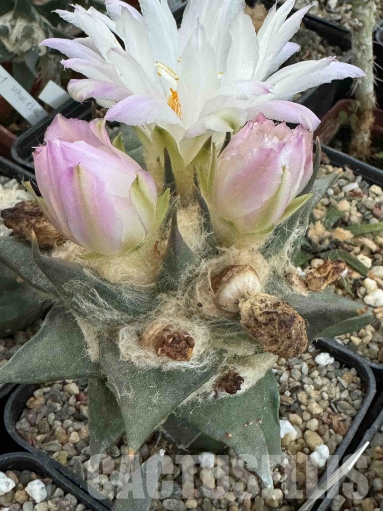 The Art of Caring for Cacti: Soil, Fertilizers, and Preventing Splits