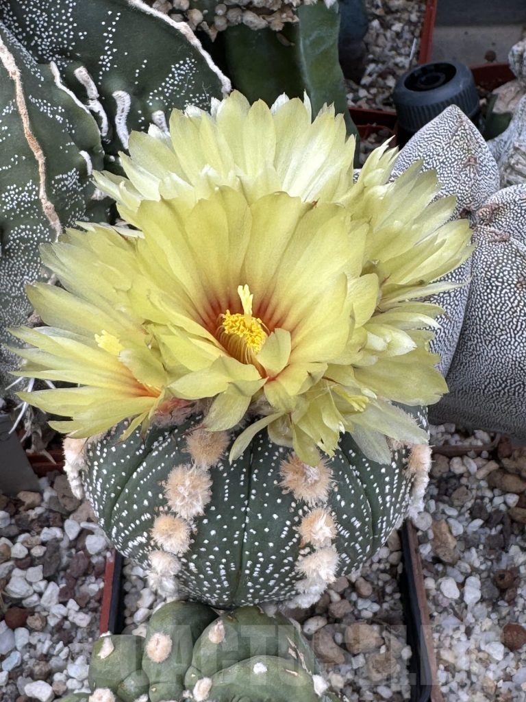 The Perfect August for Cactus Lovers: Care and Blooming Secrets