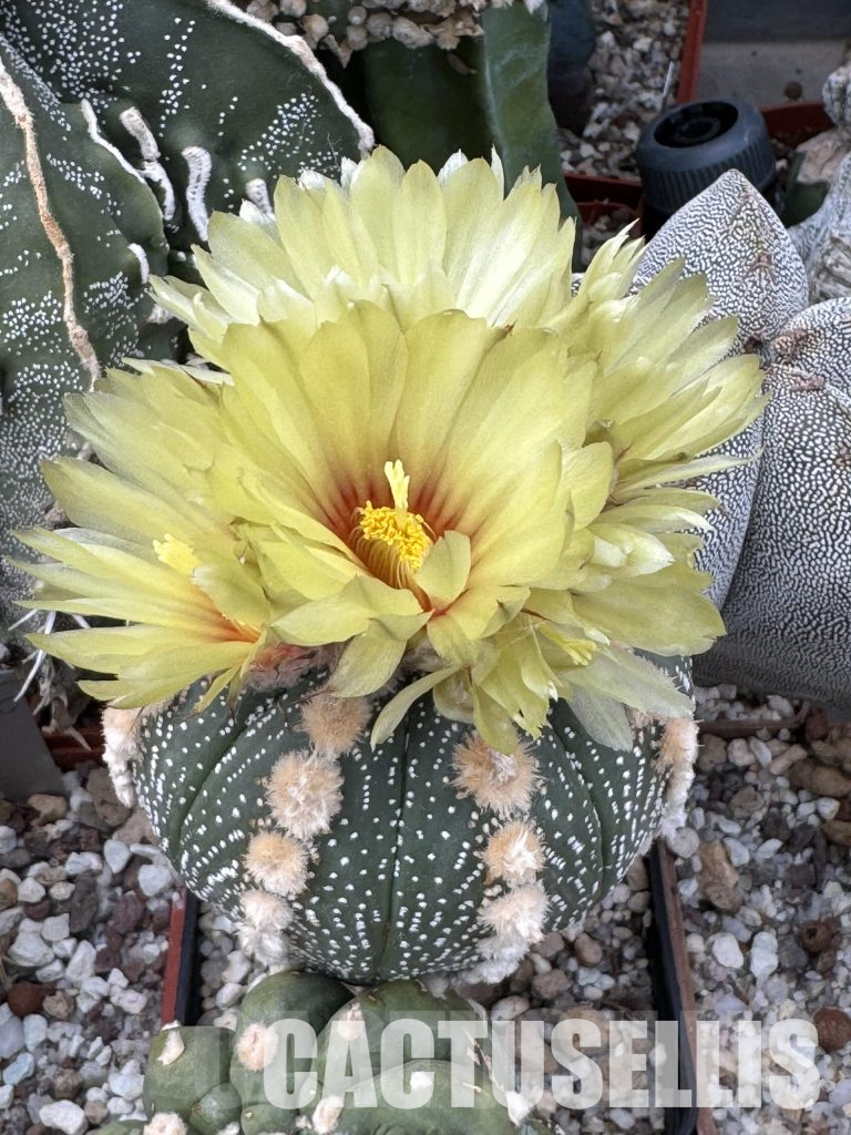 The Perfect August for Cactus Lovers: Care and Blooming Secrets