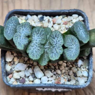 SH16090 Haworthia truncata -Japan-