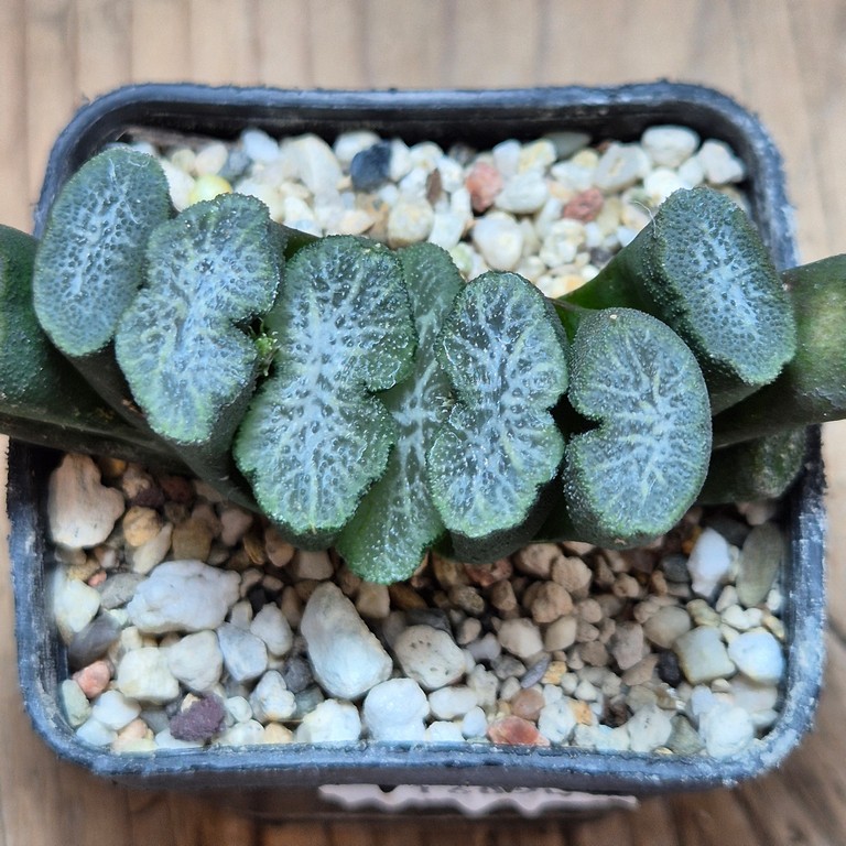 SH16090 Haworthia truncata -Japan-