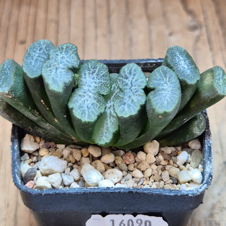 SH16090 Haworthia truncata -Japan- - Зображення 2