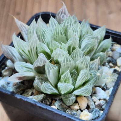 SH16438 Haworthia cooperi f. variegata