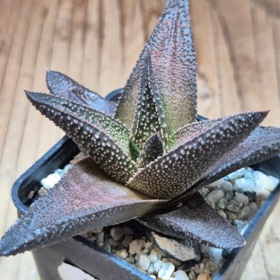 SH20528 Haworthia scabra x koelmaniorum