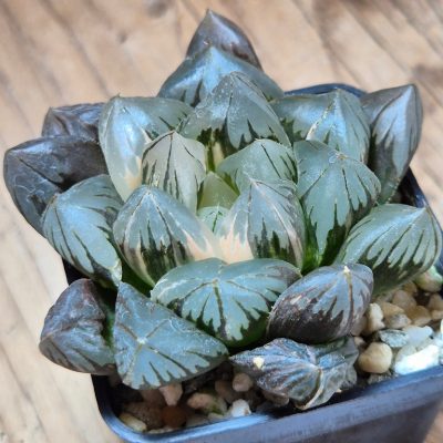 SH20545 Haworthia obtusa 'Black' f. variegata