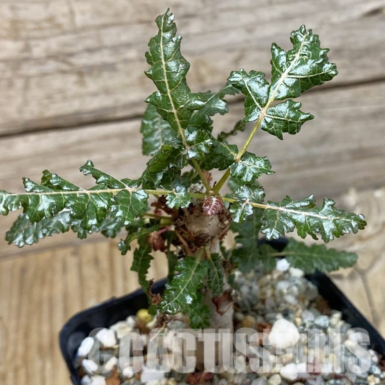 🪴 Rehabilitation Guide for Boswellia Plants After Delivery