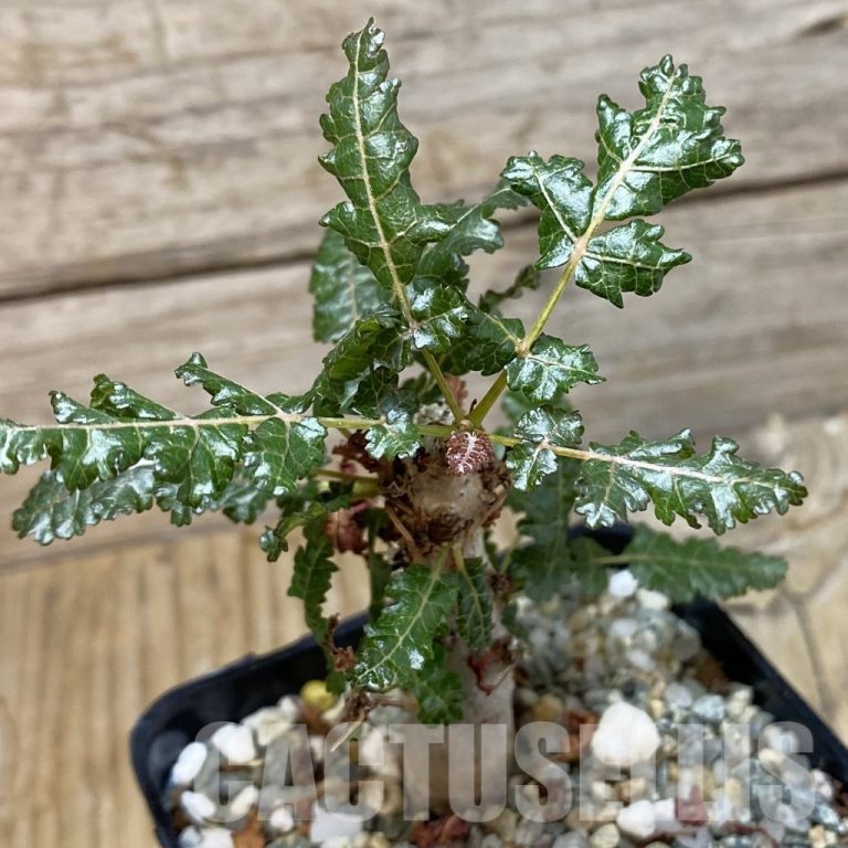 🪴 Rehabilitation Guide for Boswellia Plants After Delivery