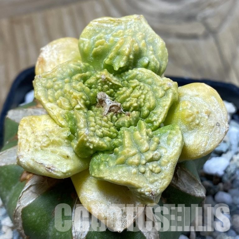 🌿 Variegated Forms in Plants — How They Arise and How to Recognize Them