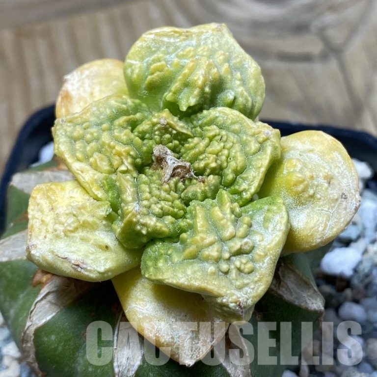 🌿 Variegated Forms in Plants — How They Arise and How to Recognize Them