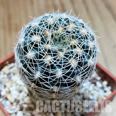 YAR25562 Gymnocalycium gertii ssp. evelyniae VG 1170