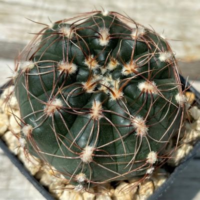 YAR25563 Gymnocalycium gaponii VG 1078