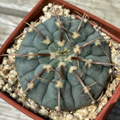 YAR25570 Gymnocalycium vatteri v. monospinum