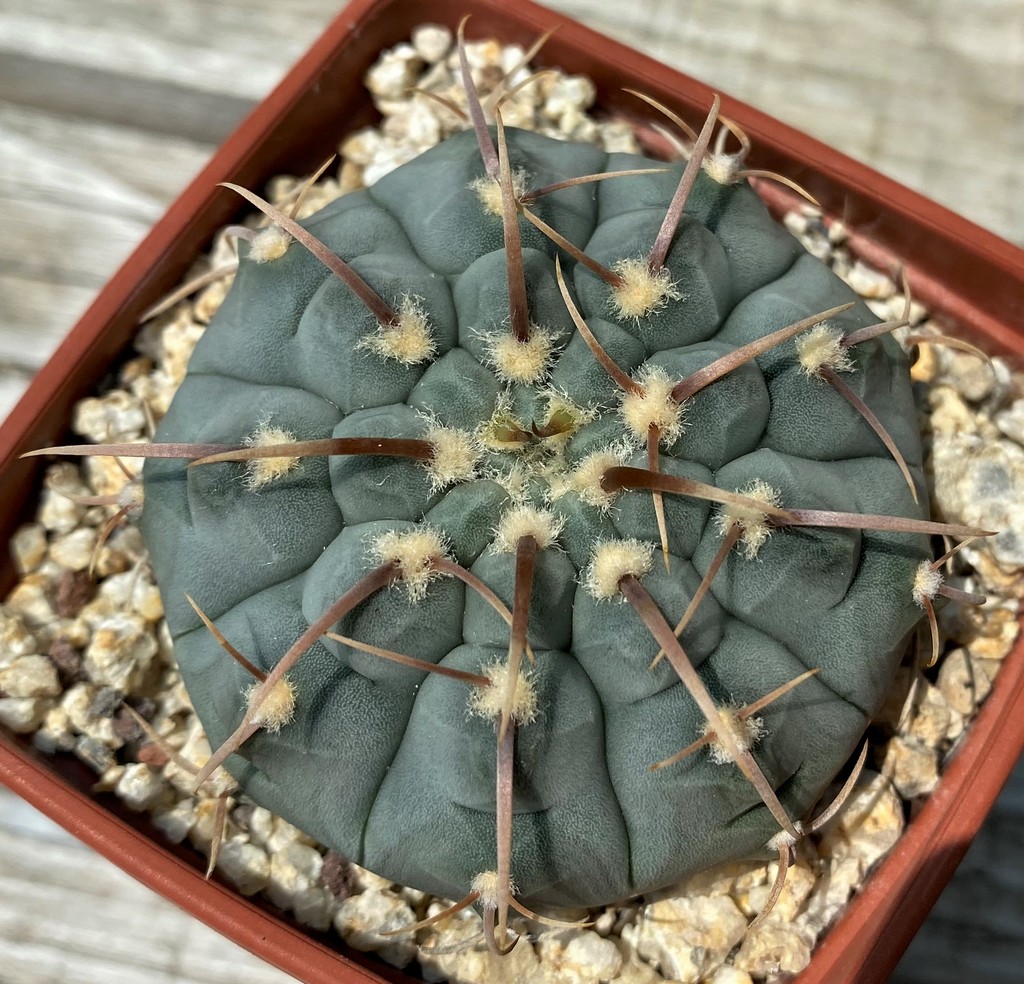 YAR25570 Gymnocalycium vatteri v. monospinum