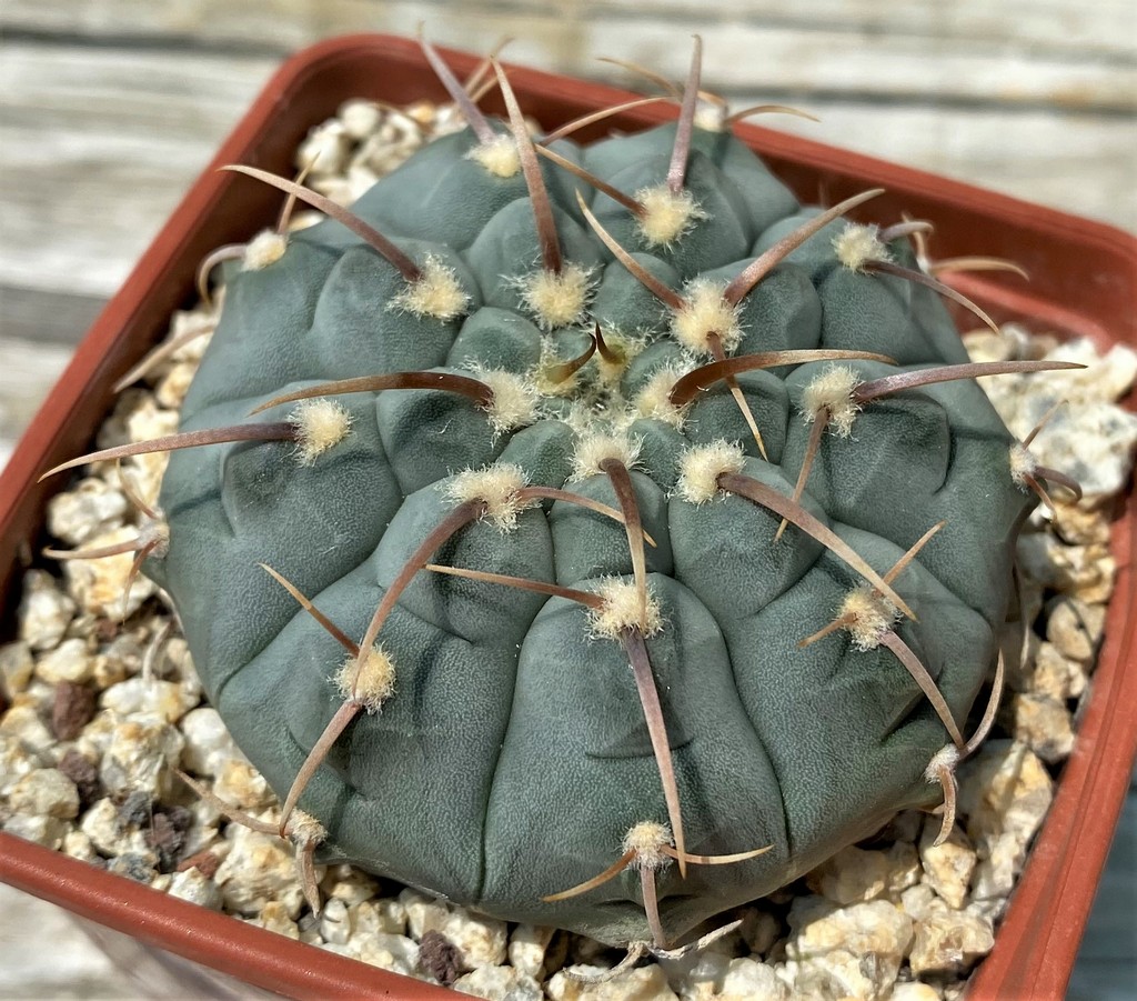 YAR25570 Gymnocalycium vatteri v. monospinum – Bild 2