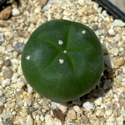 YAR24300 Anhalonium viridescens GM360, seedling