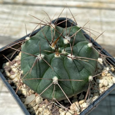 YAR25561 Gymnocalycium mucidum aff. VG309