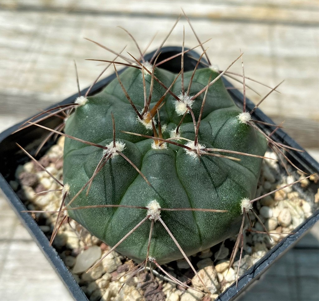 YAR25561 Gymnocalycium mucidum aff. VG309