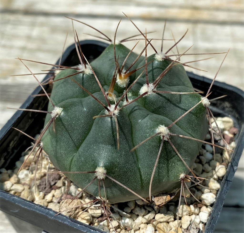 YAR25561 Gymnocalycium mucidum aff. VG309 – Bild 2