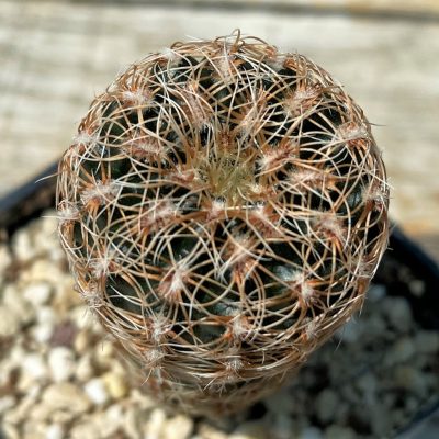 YAR25553 Gymnocalycium gertii VG707-TL