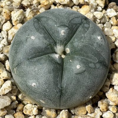 YAR25572 Anhalonium VZD020