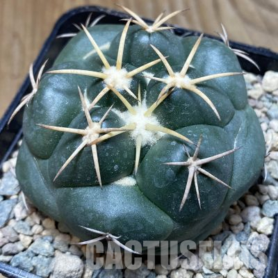 SH24070 Coryphantha elephantidens 'Purple Flower'