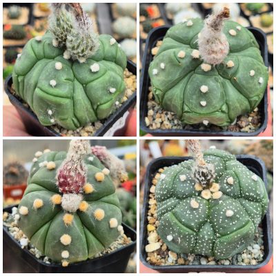 LOT925 10 SEEDS/10 СЕМЕНА Astrophytum asterias `Kikko 5 - ribs`   2026