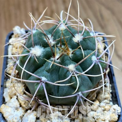 YAR26086 Gymnocalycium aff. mucidum VG308