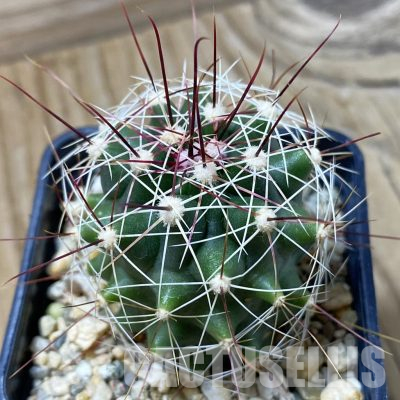 SH25704 Ferocactus hamatacanthus