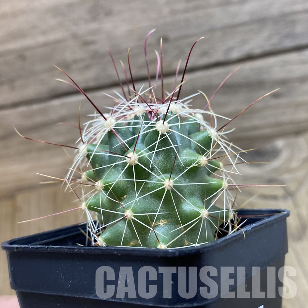 SH25704 Ferocactus hamatacanthus - Image 2