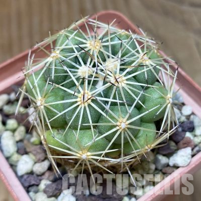 DP26596 Tephrocactus articulatus v. papyracanthus