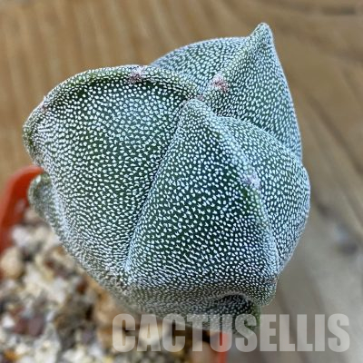 DP27200 Astrophytum myriostigma v. tricostatum