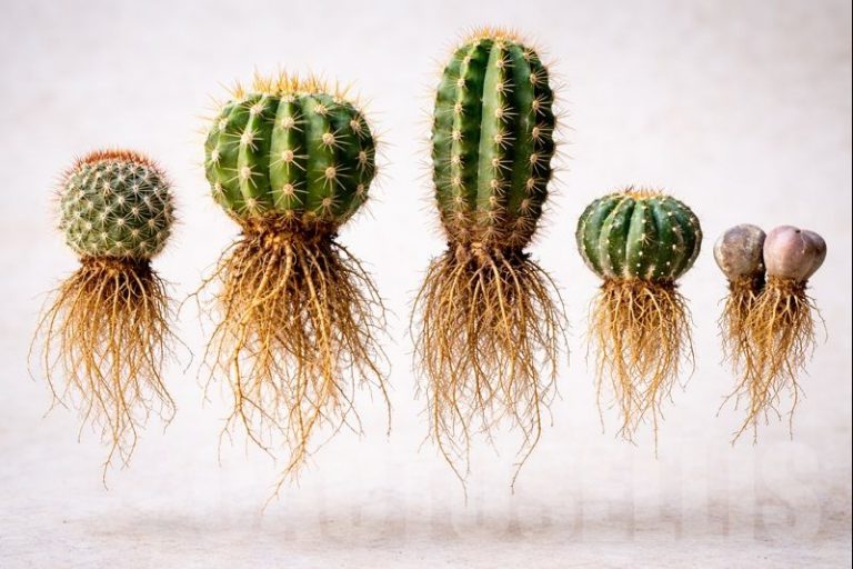 Adapting Cacti and Succulents After Winter Postal Delivery