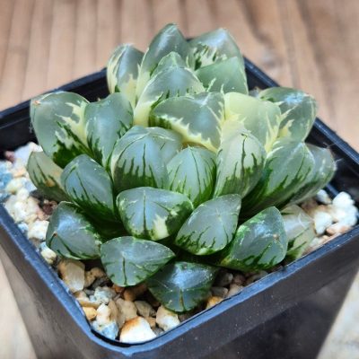 SH27925 Haworthia obtusa f. variegata