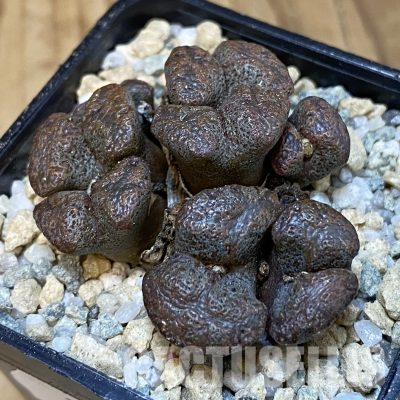 SH27953 Conophytum pellucidum, seedling