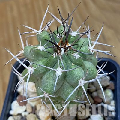 DP28326 Copiapoa coquimbana