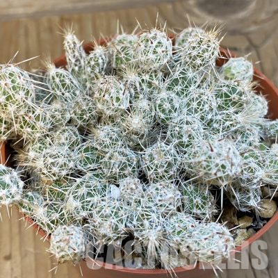 SH29089 Corynopuntia bulbispina