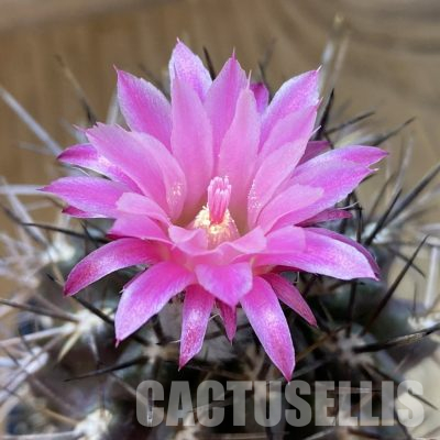 SH27767 Eriosyce taltalensis