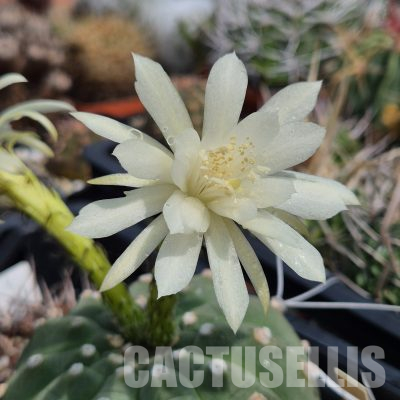 LOT1051 10SEEDS/10 СЕМЕНА  Matucana madisoniorum f. albiflora , 2025