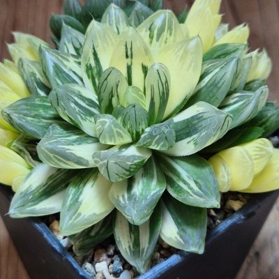 SH30676 Haworthia obtusa 'Hanabi' hybrid