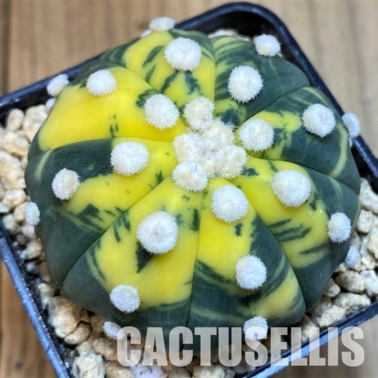 Origin of Variegation in Plants: Permanent vs Temporary