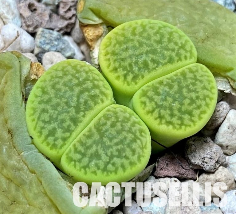 Lithops (Living Stones) – Complete Care Guide