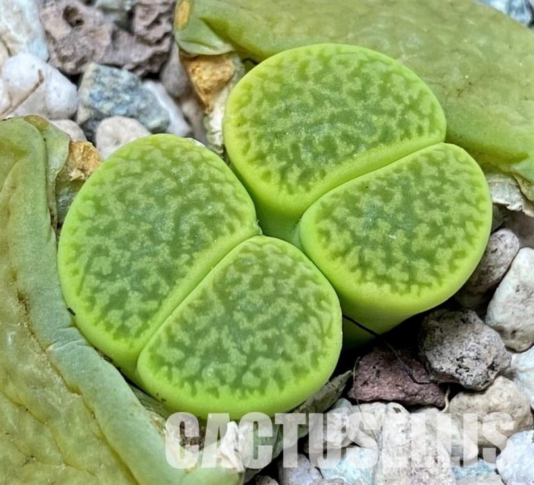 Lithops (Living Stones) – Complete Care Guide
