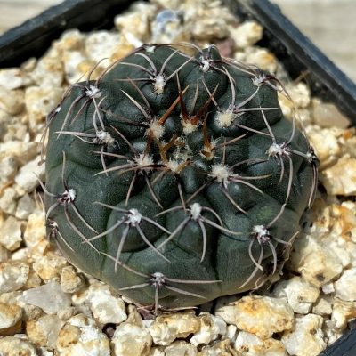 YAR29667 Gymnocalycium nataliae MT7095