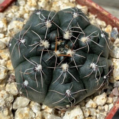 YAR29666 Gymnocalycium nataliae MT7095