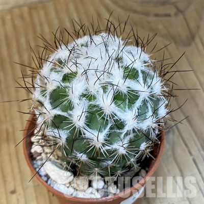 SHND29800 Turbinicarpus saueri